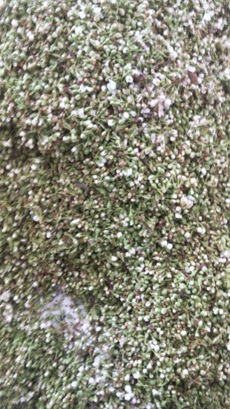 苦李花
