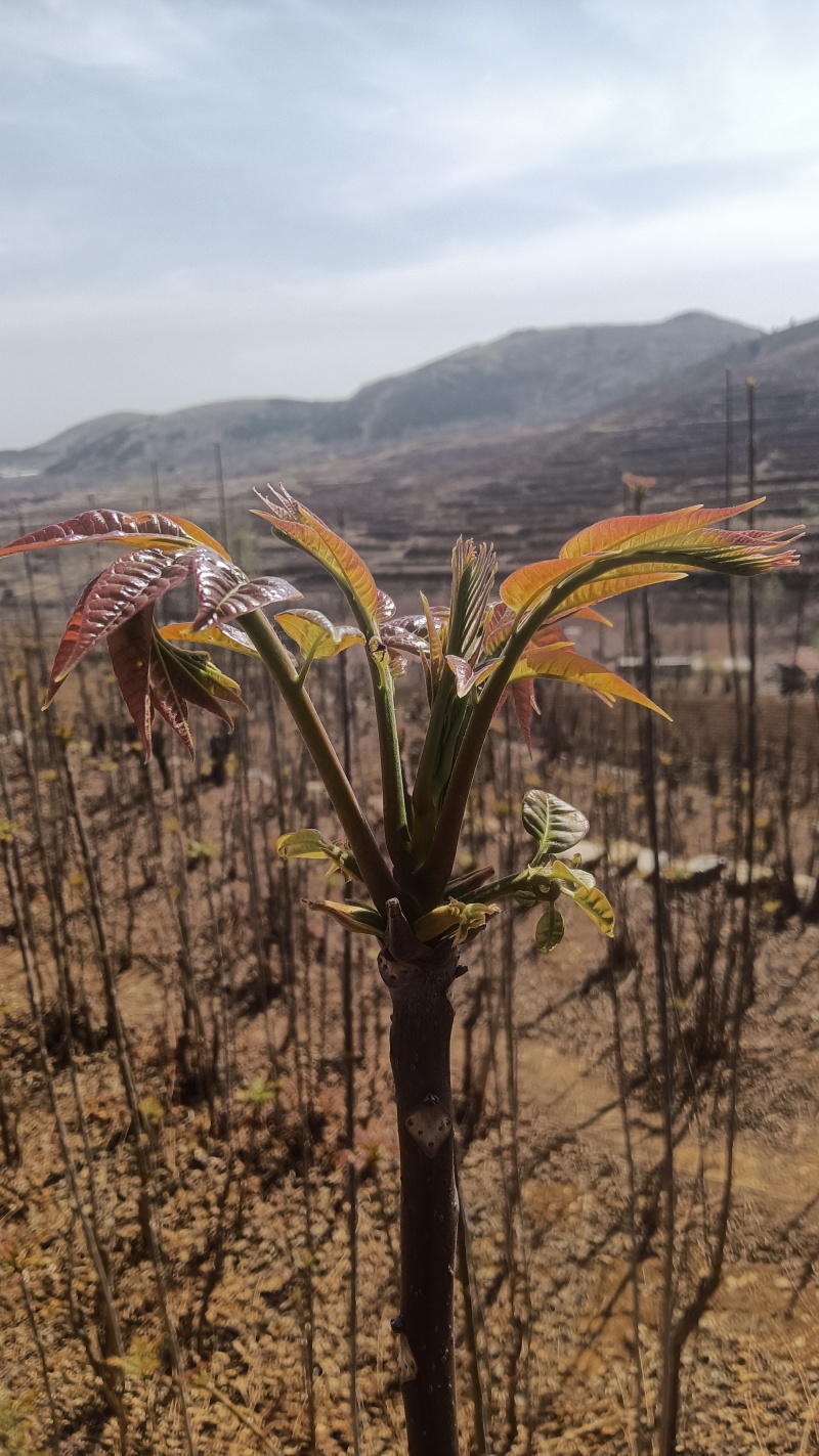 香椿芽大量上市了