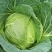 莲花白【优质推荐】莲花白大量上市产地直发优质货源欢迎咨询