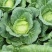 莲花白【优质推荐】莲花白大量上市产地直发优质货源欢迎咨询