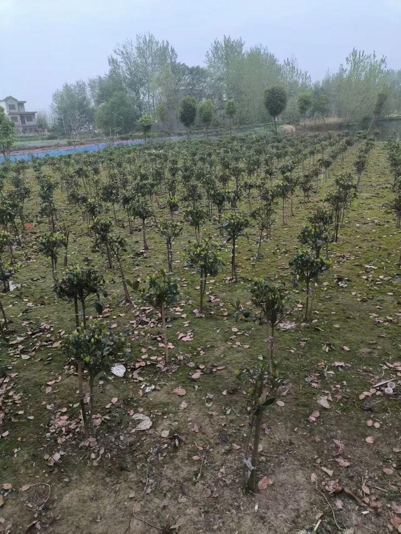 河南栀子花苗种植基地，百亩栀子花基地，诚信经营，量大从优