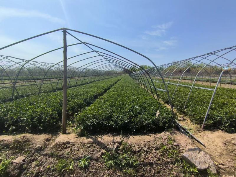 河南栀子花苗种植基地，百亩栀子花基地，诚信经营，量大从优