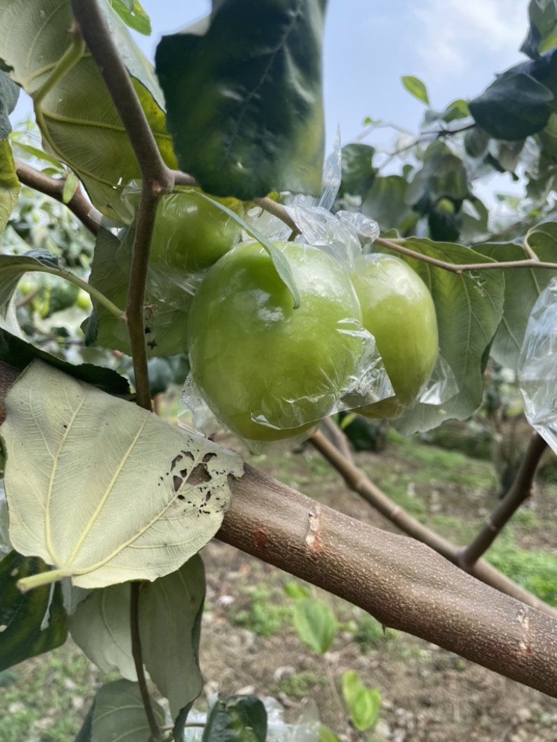 平南牛奶青枣，大量金桃和蜜丝枣
