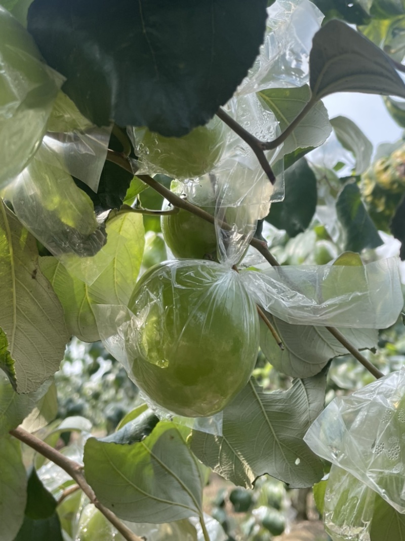 平南牛奶青枣，大量金桃和蜜丝枣