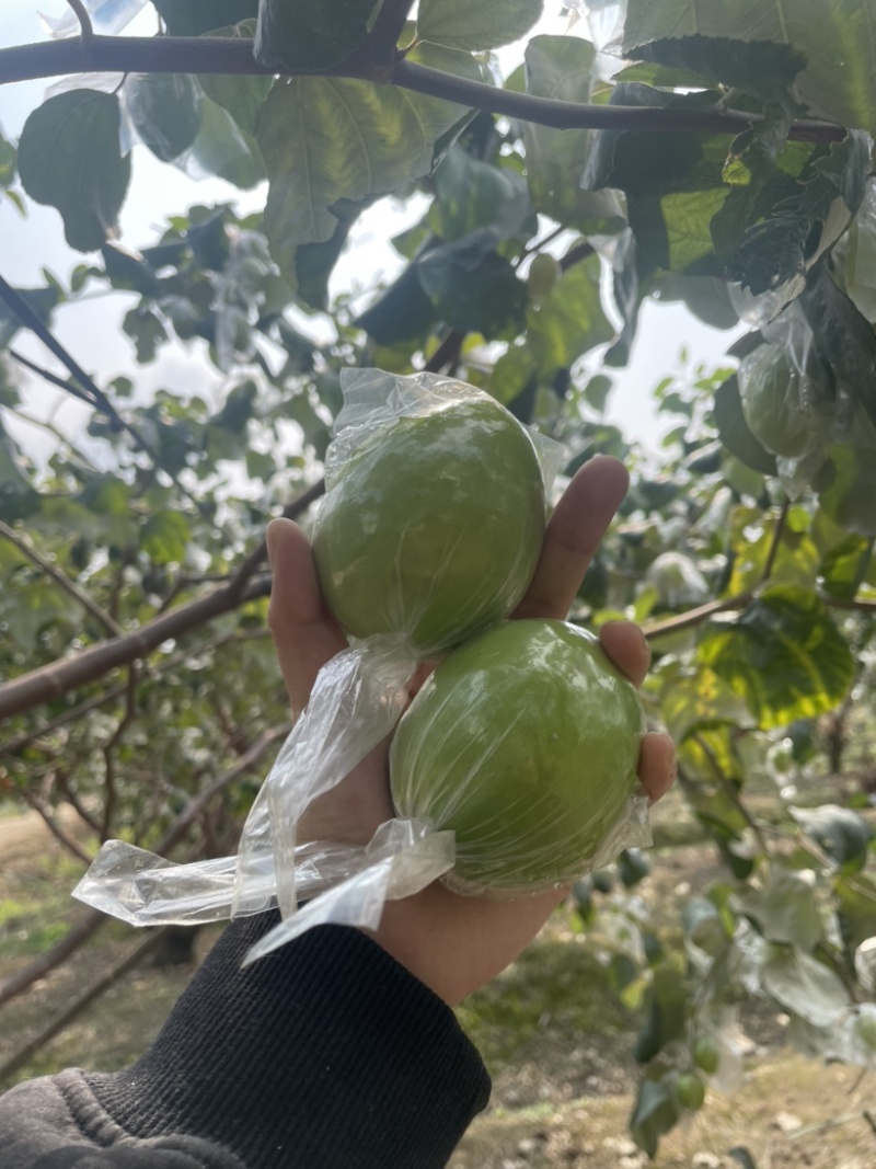 平南牛奶青枣，大量金桃和蜜丝枣