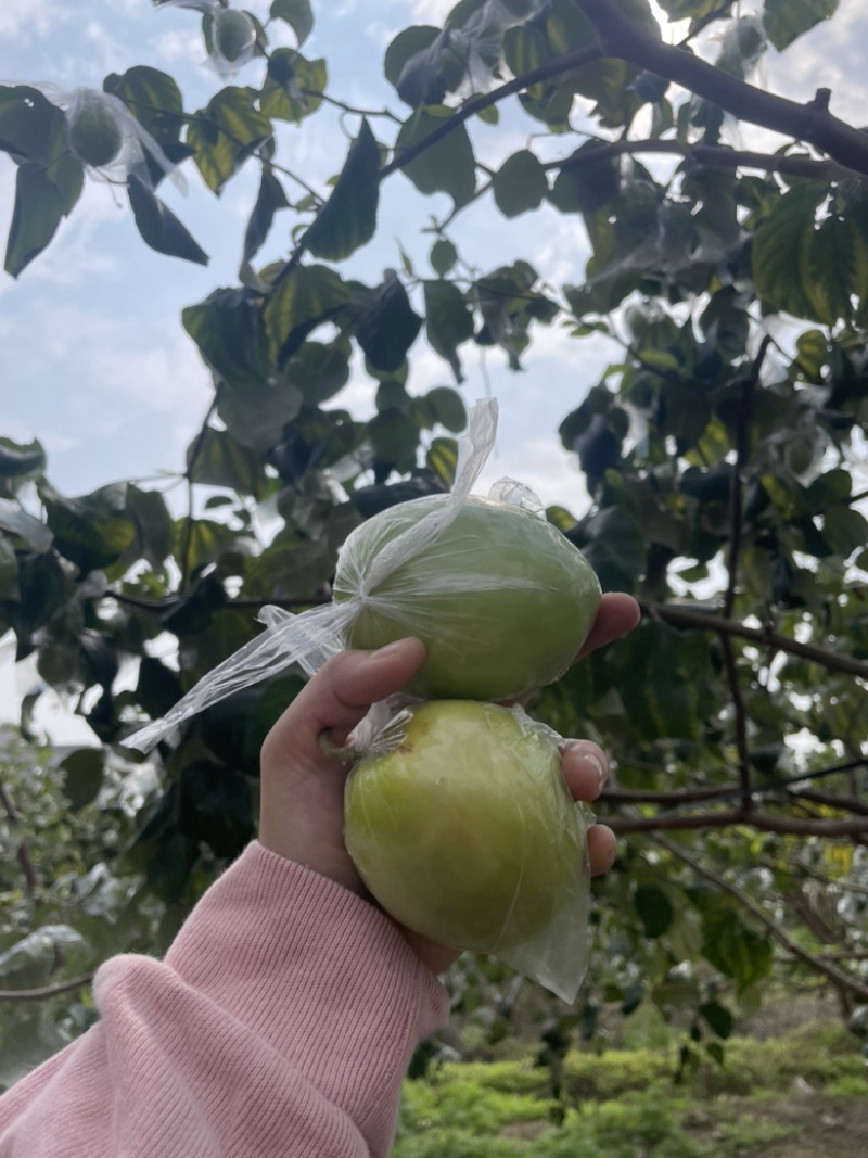 平南牛奶青枣，大量金桃和蜜丝枣