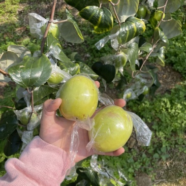 平南牛奶青枣，大量金桃和蜜丝枣