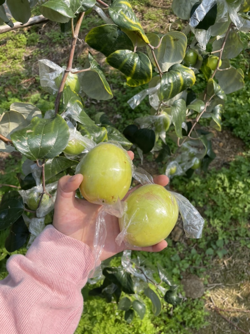 平南牛奶青枣，大量金桃和蜜丝枣