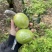 平南牛奶青枣，大量金桃和蜜丝枣
