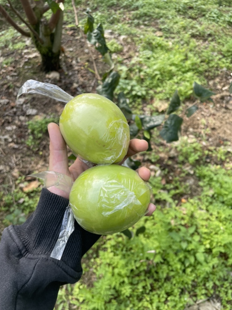 平南牛奶青枣，大量金桃和蜜丝枣