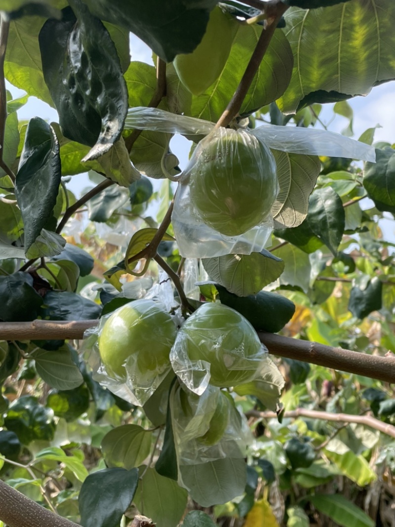 平南牛奶青枣，大量金桃和蜜丝枣