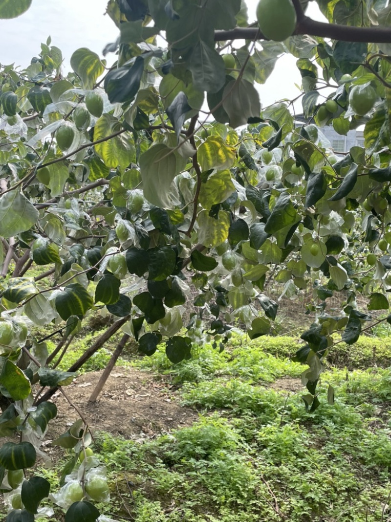 平南牛奶青枣，大量金桃和蜜丝枣