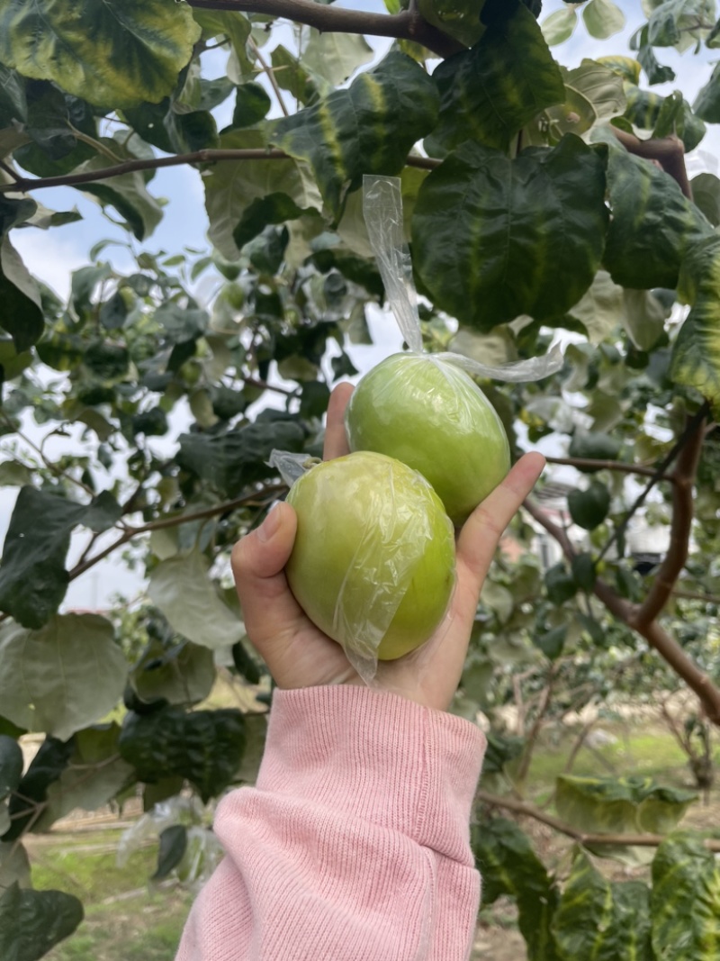 平南牛奶青枣，大量金桃和蜜丝枣