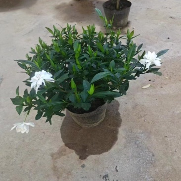 河南省百亩栀子花苗基地，专业种植精品栀子花苗，