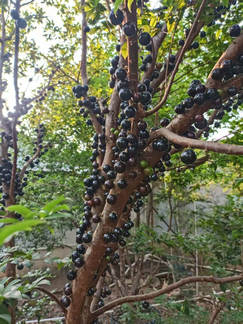 嘉宝果，自有果园，现摘现发