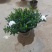 河南省百亩栀子花苗基地，专业种植精品栀子花苗，