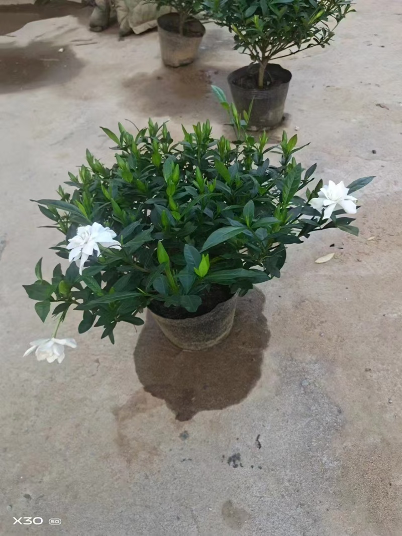 河南省百亩栀子花苗基地，专业种植精品栀子花苗，