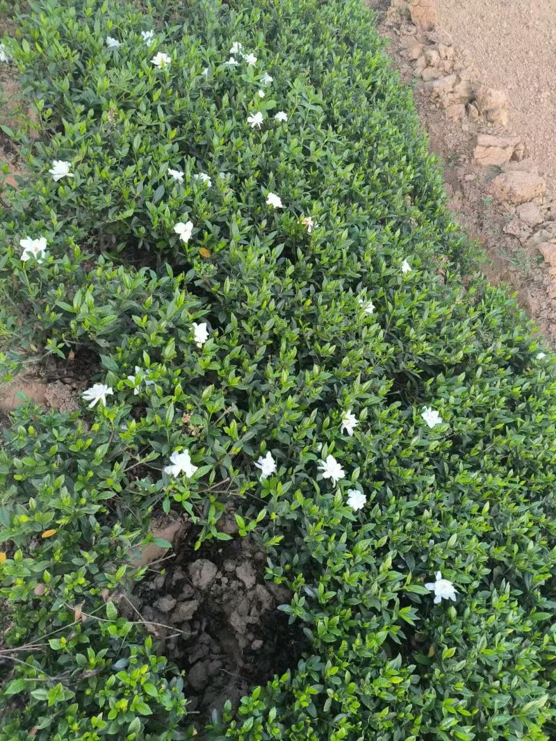 河南省百亩栀子花苗基地，专业种植精品栀子花苗，