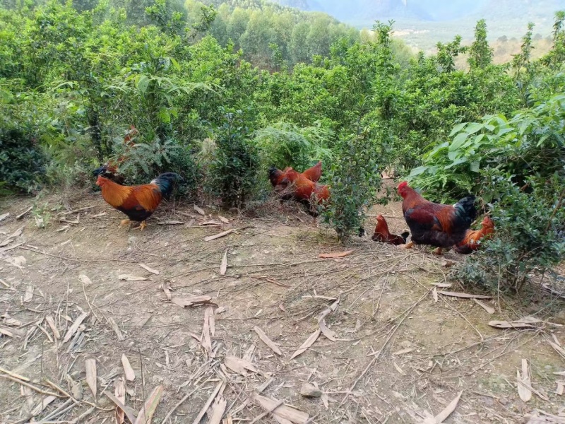 广东正宗清远阳山大阉鸡三林散养太监鸡