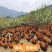 广东正宗清远阳山大阉鸡三林散养太监鸡