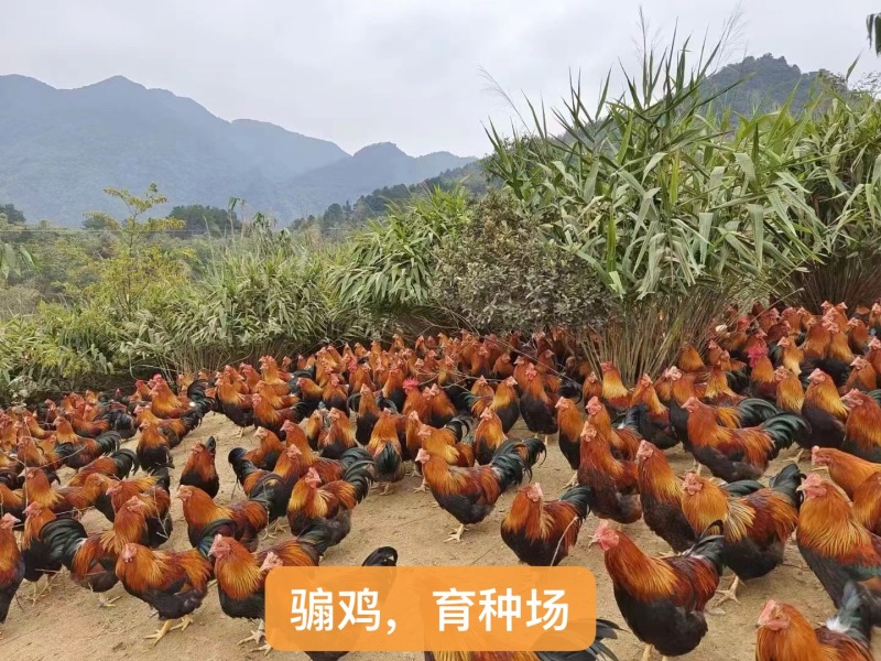 广东正宗清远阳山大阉鸡三林散养太监鸡