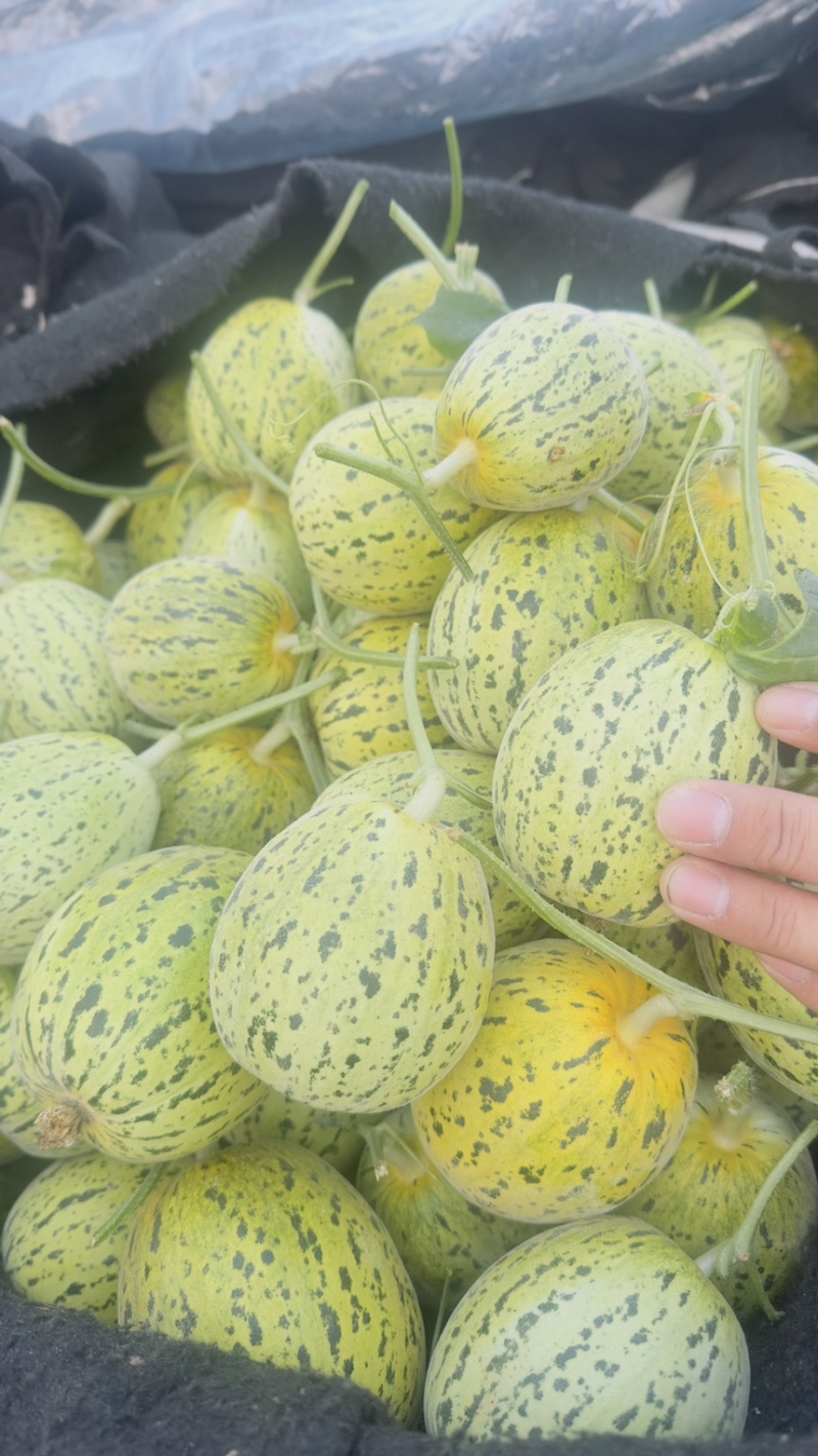 花美人甜瓜山东甜瓜