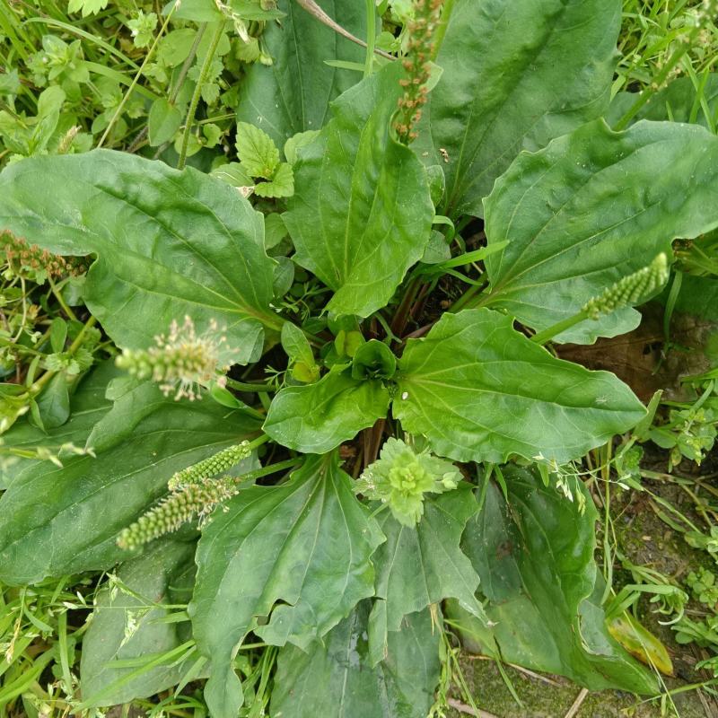 车前草，中草药材之一，可以做野菜食用，泡茶饮用或药用