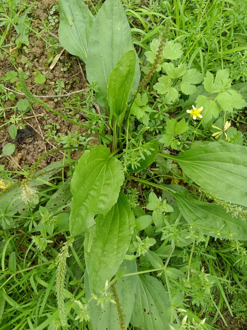 车前草，中草药材之一，可以做野菜食用，泡茶饮用或药用