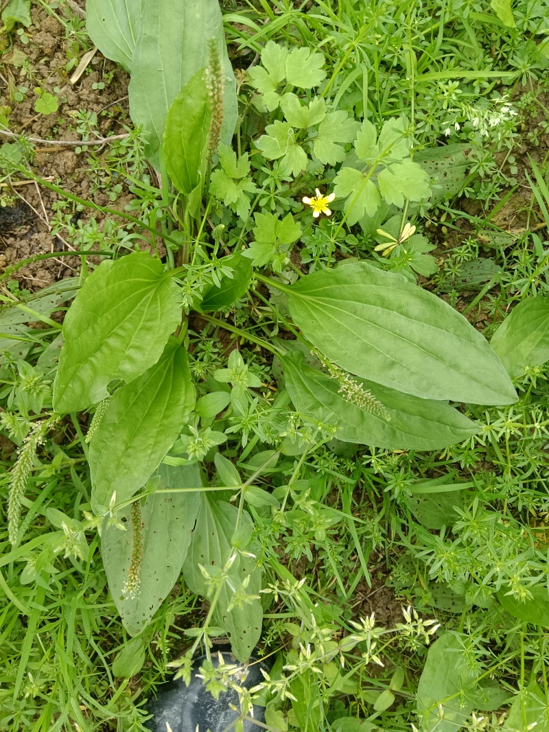 车前草，中草药材之一，可以做野菜食用，泡茶饮用或药用