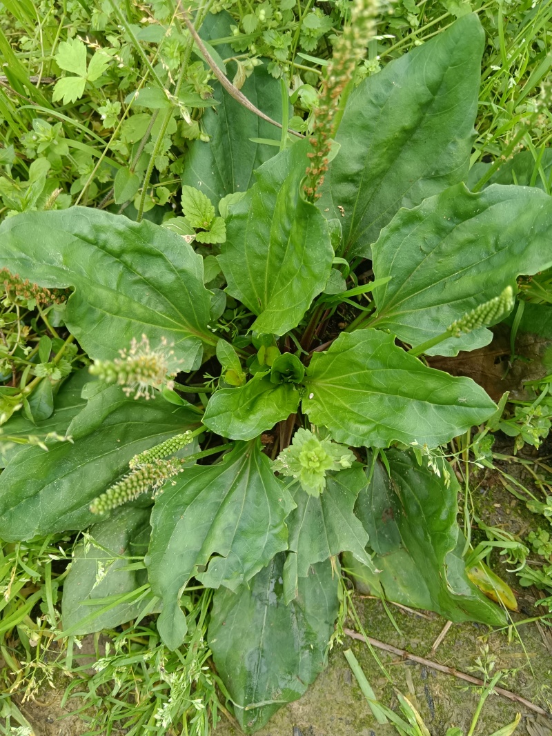 车前草，中草药材之一，可以做野菜食用，泡茶饮用或药用