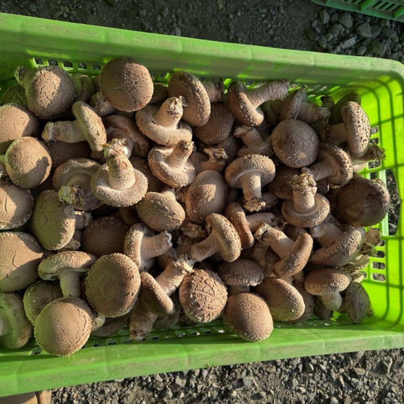 精选鲜香菇河北基地直供质量保证货源充足对接商超市场