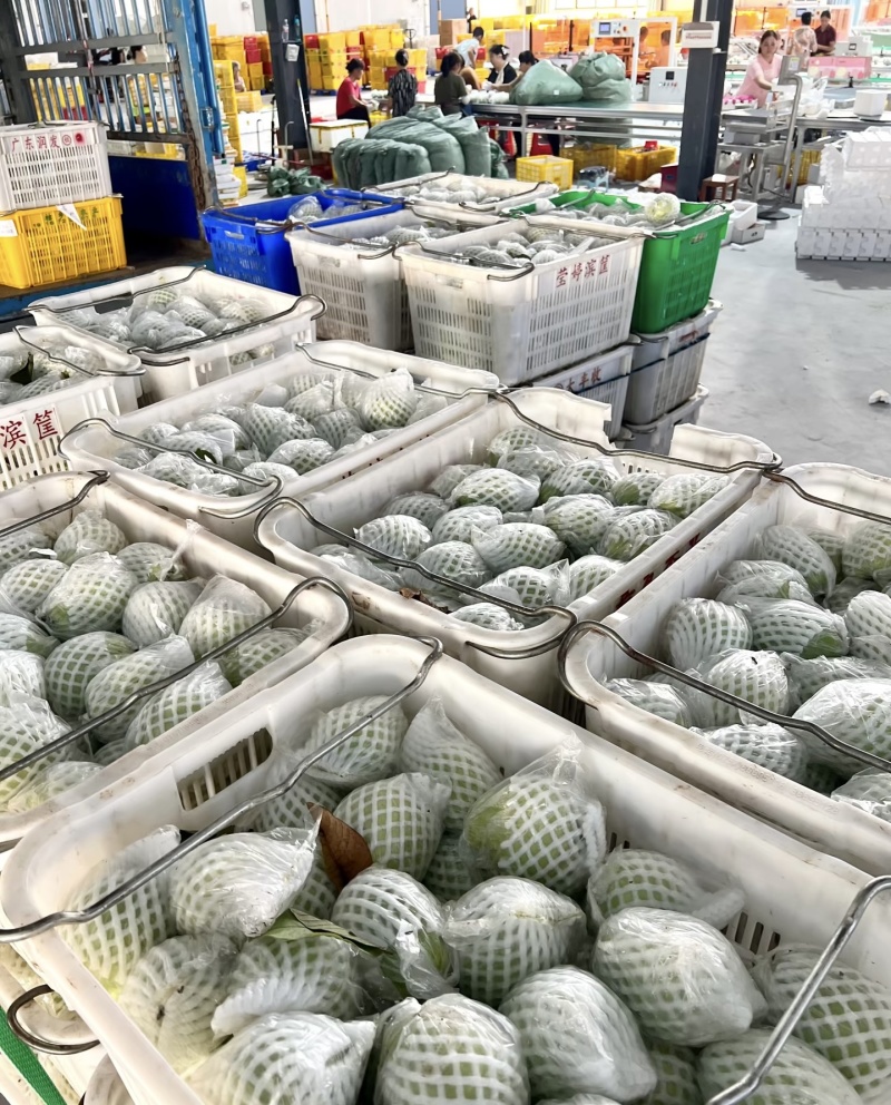 海南芭乐奶油芭乐产地直发货源充足量大从优欢迎致电