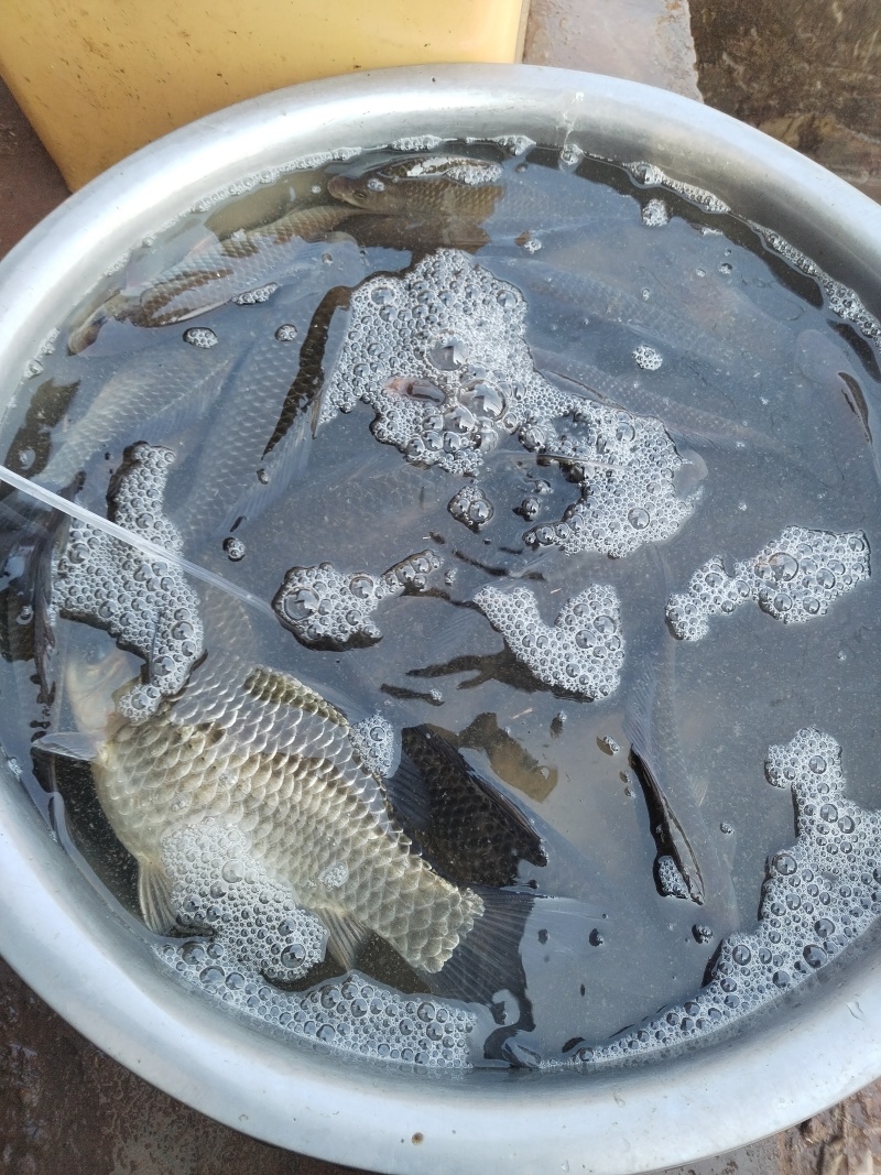 河道鱼，非养殖鱼类，量少，各种各样鱼