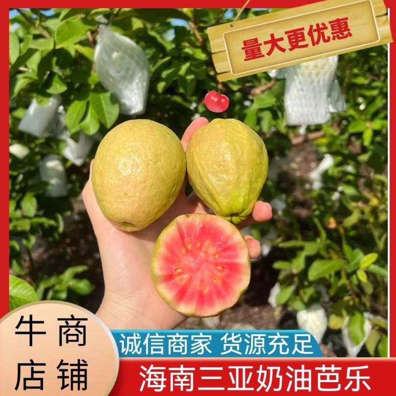 海南芭乐奶油芭乐产地直发货源充足量大从优欢迎致电