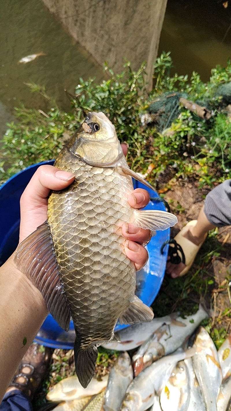 河道鱼，非养殖鱼类，量少，各种各样鱼