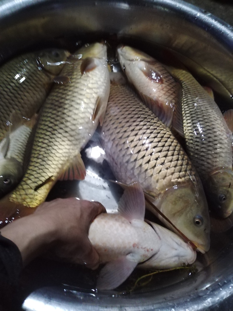 河道鱼，非养殖鱼类，量少，各种各样鱼