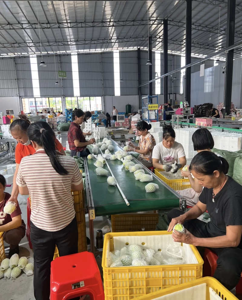【精选】海南红心番石榴产地直发货源充足量大优惠欢迎下单