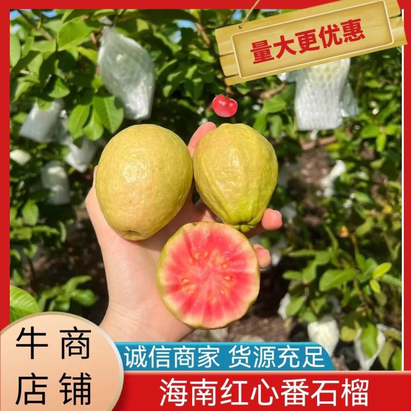 【精选】海南红心番石榴产地直发货源充足量大优惠欢迎下单