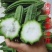棱丝瓜大量上市现摘现发品质保证诚信经营欢迎来电洽谈
