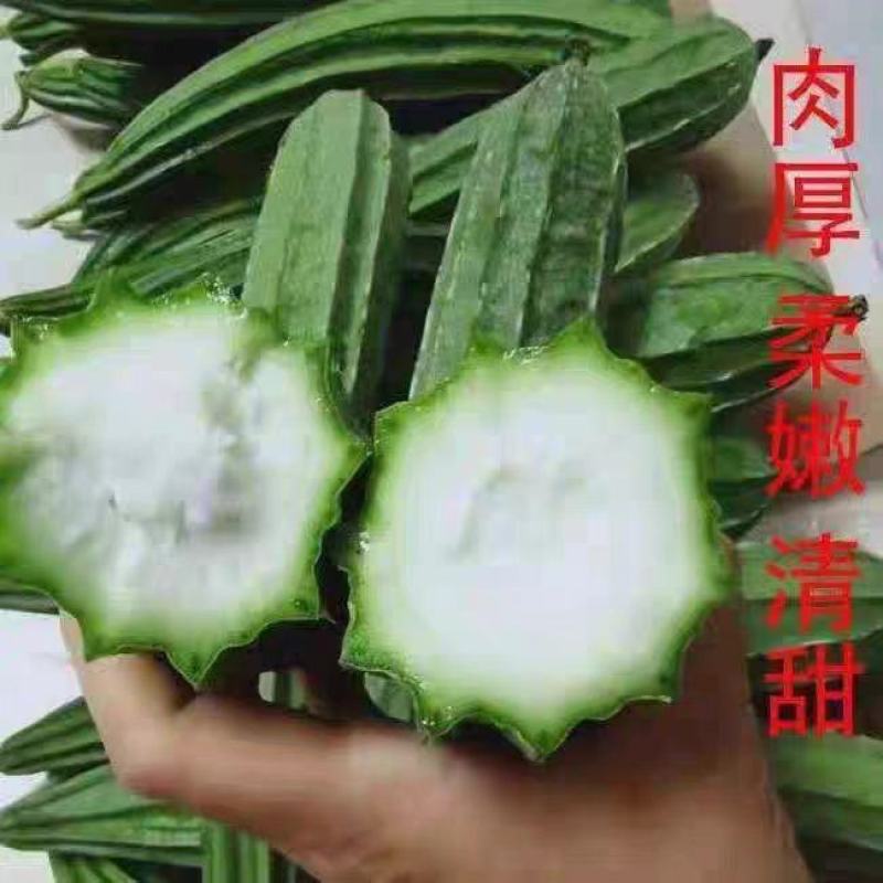 棱丝瓜大量上市现摘现发品质保证诚信经营欢迎来电洽谈