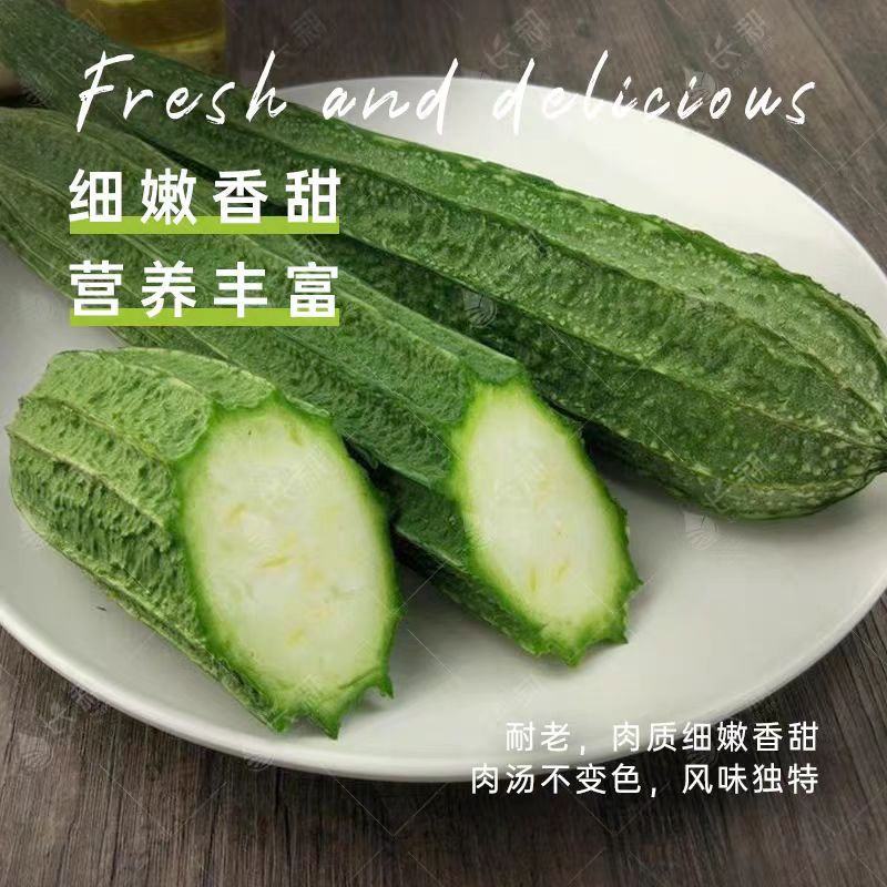 棱丝瓜大量上市现摘现发品质保证诚信经营欢迎来电洽谈