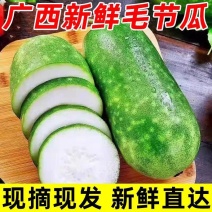 广西精品节瓜大量供货现摘现发品质保证对接全国欢迎来电