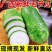广西精品节瓜大量供货现摘现发品质保证对接全国欢迎来电