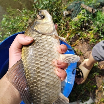 河道鱼，非养殖鱼类，量少，各种各样鱼