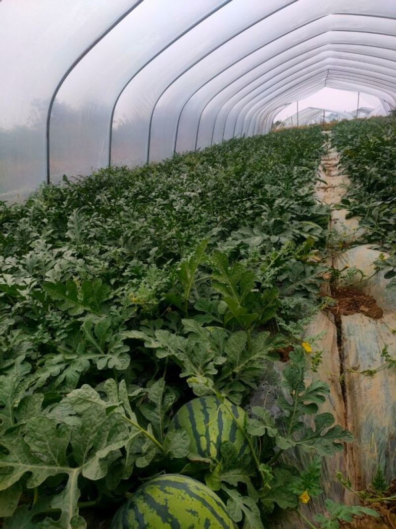 产地大量低价麒麟无籽西瓜，包熟包甜头茬批发皮薄多汁，量大
