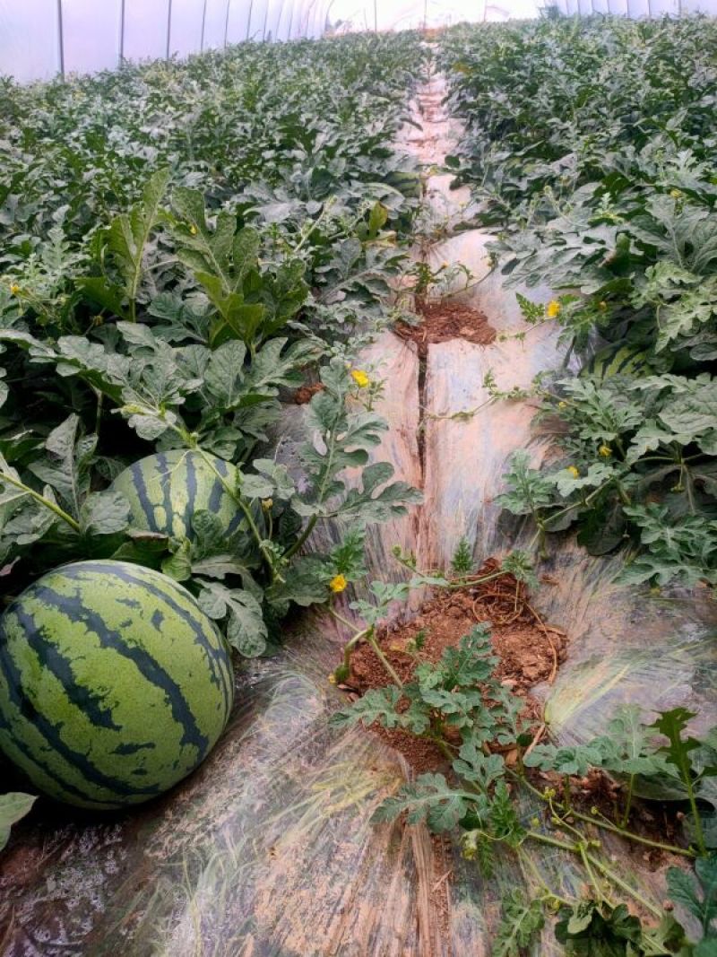 产地大量低价麒麟无籽西瓜，包熟包甜头茬批发皮薄多汁，量大