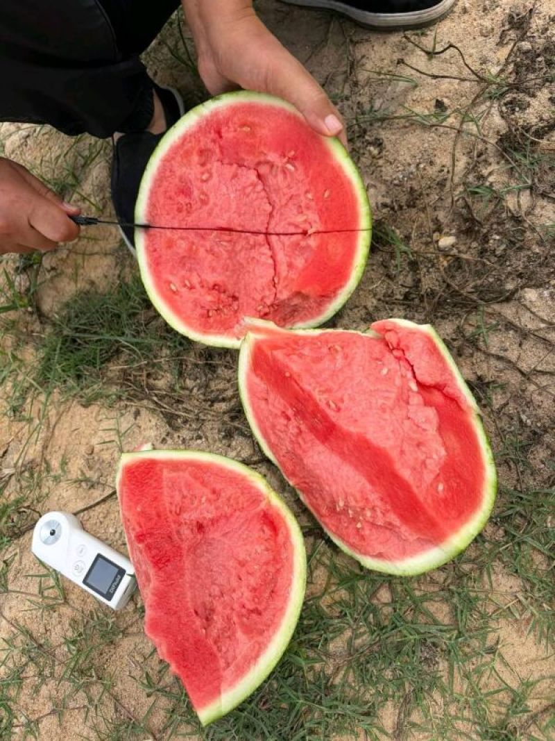 产地大量低价麒麟无籽西瓜，包熟包甜头茬批发皮薄多汁，量大