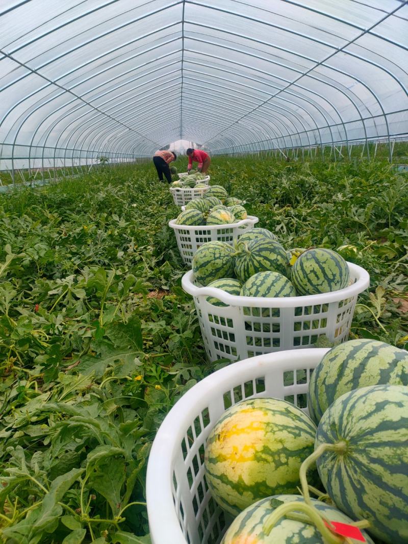 产地大量低价麒麟无籽西瓜，包熟包甜头茬批发皮薄多汁，量大