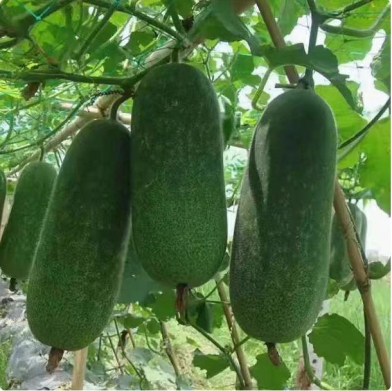 广西节瓜大量接单产地直发量大从优欢迎来电咨询