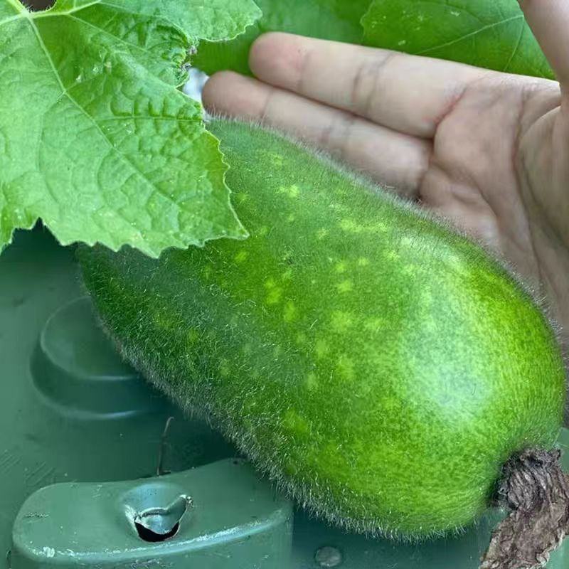 广西节瓜大量接单产地直发量大从优欢迎来电咨询